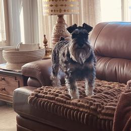Remy - Miniature Schnauzer