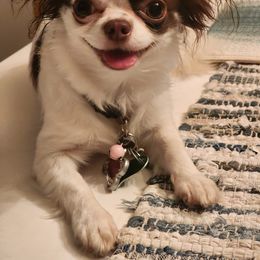 Lola - Chihuahua