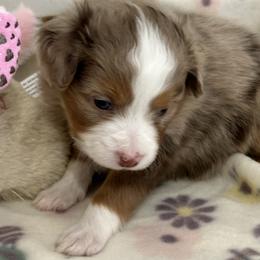 Olive Bright Blues - Red merle female Aussiedoodle puppy in Charlestown, Indiana from Forever Aussies and A Doodle