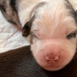 Boy 1 - Miniature American Shepherd puppy in Corydon, Indiana from Arbuckle’s Lookin Good Aussies (LGA)