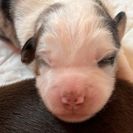 Boy 1 - Miniature American Shepherd puppy in Corydon, Indiana from Arbuckle’s Lookin Good Aussies (LGA)