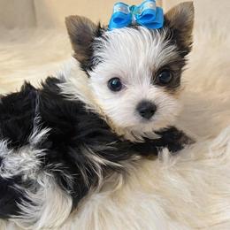 Dior - Parti female Yorkshire Terrier puppy in Surprise, Arizona from Enchanted Yorkies