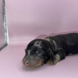 Caelum - Dapple male Dachshund puppy in Barstow, California from Kindle & Burrow Dachshunds