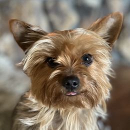 Lulu - Yorkshire Terrier