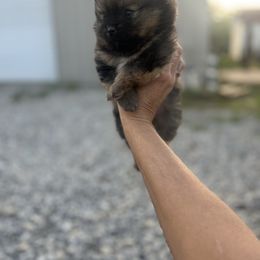 Charm - Orange parti Pomeranian puppy in Somerset, Kentucky from Perez Pomeranians