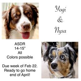 Miniature Australian Shepherd puppies from South Branch Mini Aussies