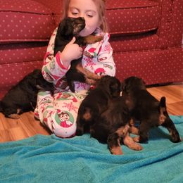 Welsh Terrier All Grown Up from Ashcreek Welsh Terriers