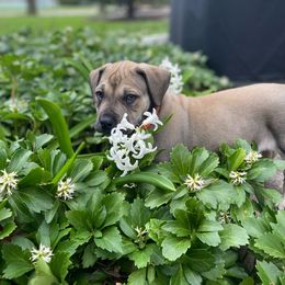 Boerboel Puppies from Catalina's Boerboels