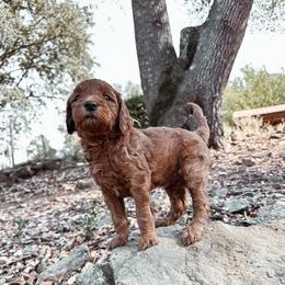 Wool - Red  female Goldendoodle puppy in Shingle Springs, California from Kindred Oak Goldendoodles