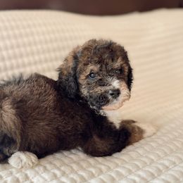 Bear - Sable male Bernedoodle puppy in Maricopa, Arizona from Desert Ridge Doodles