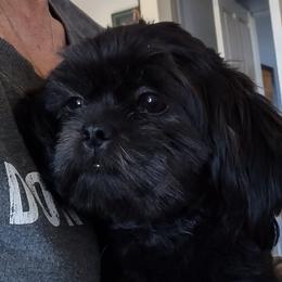 Louie - Shih Tzu