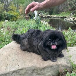 AKC Maya - Gray female Pekingese puppy in Cumming, Georgia from Imperial Pekingese