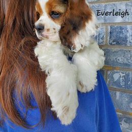 Cocker Spaniel Puppies from Hallmark Cocker Spaniels