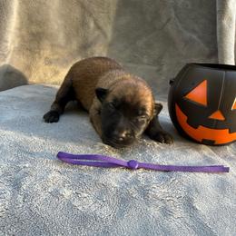 Walnut - Red sable female Belgian Malinois puppy in Sheridan, Arkansas from Dark Sky Kennels