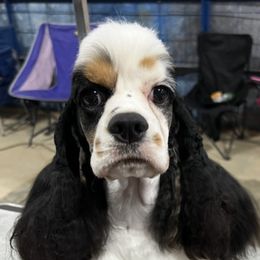 Cocker Spaniels and Whippets from Eaglewings