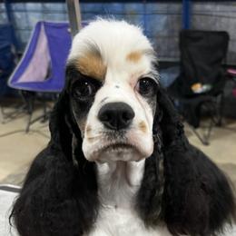 Cocker Spaniels and Whippets from Eaglewings