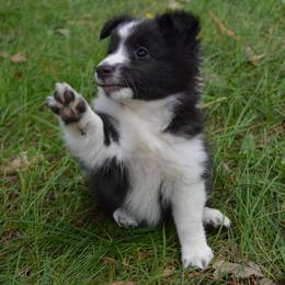 Shetland Sheepdog Puppies from Sunny Shelties