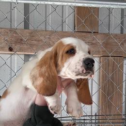 Green collar - Red and white male Basset Hound puppy in Kenansville, Florida from Fancy Hounds