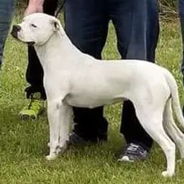 Charm - American Bulldog