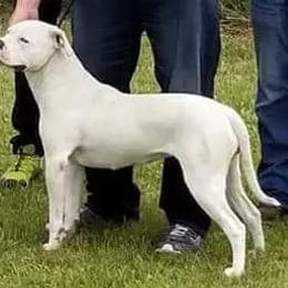 Charm - American Bulldog