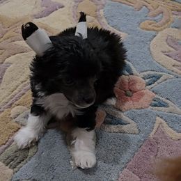 Erik - Black and white male Chinese Crested puppy in Amarillo, Texas from Victoria's Chinese Cresteds Long Star Angels