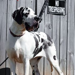 Luna - Great Dane
