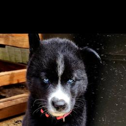 Siberian Husky Puppies from Moonlight Siberian Huskies