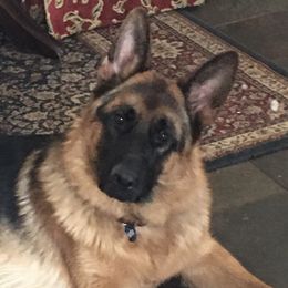 Harko - German Shepherd