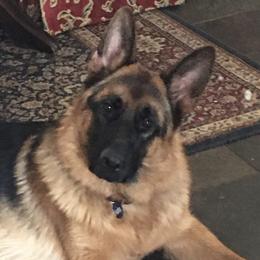 Harko - German Shepherd