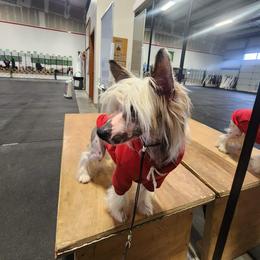 Chinese Crested Puppies from Zion's Chinese Cresteds