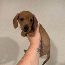 Brindle Boy - Brindle male Dachshund puppy in Angleton, Texas from 4LH Australian shepherds