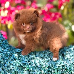 Peluche jr - Chocolate female Pomeranian puppy in Stockton, California from Pommiepalace