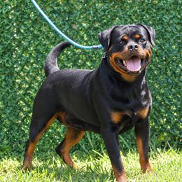 Jewel - Rottweiler