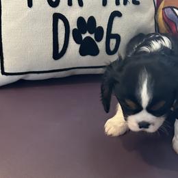 Cavalier King Charles Spaniels from DunEakins Cavaliers