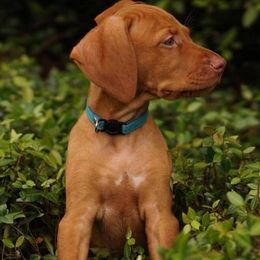 Vizsla Puppies from 5Starr Vizsla