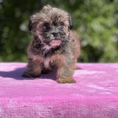 Poodle, Shihpoo, Shih Tzu, and Shorkie Puppies from Oodles of Poodles & Doodles