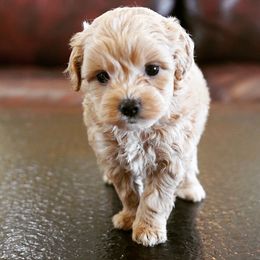 Cockapoo Puppies from Eden Dog
