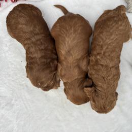 Girl 2 - Apricot female Goldendoodle puppy in Rush, New York from Care Bear Puppies