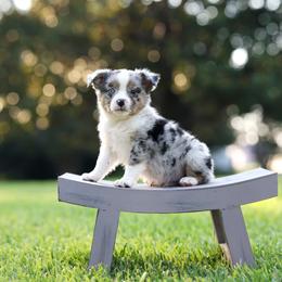 Barista - Blue merle female Miniature Australian Shepherd puppy in White Oak, Texas from Triple Lake Ranch Miniature Australian Shepherds