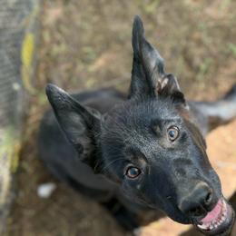 Yellow Girl - Black female German Shepherd puppy in Riverside, California from Von Der Sagobi