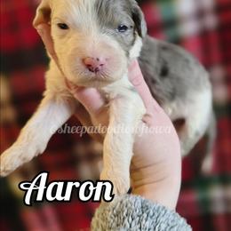 Aaron - Merle male Sheepadoodle puppy in Iowa Falls, Iowa from Sheepadoodles of Iowa