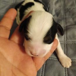 Boy 1 - Black and white male Cavapoo puppy in East Providence, Rhode Island from Marta's Cavaliers