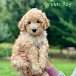 Green Boy - Parti male Goldendoodle puppy in Kitsap County, Washington from Amazing Grace Doodles