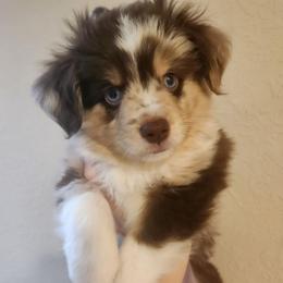 Wildner - Red merle male Miniature American Shepherd puppy in Bristol, Tennessee from Riverstone Aussies