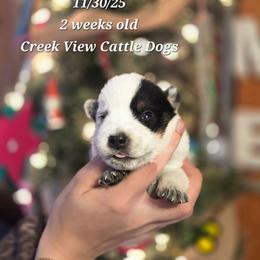 Boy 3 - Blue mottled male Australian Cattle Dog puppy in Monroe, North Carolina from Creek View Cattle Dogs