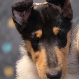 Saphire - Black white and tan female Collie puppy in Oregon City, Oregon from Laurelee Collies