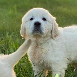 Golden Retrievers from Sunny Ridge Retrievers