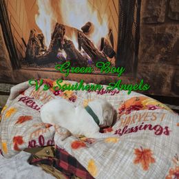 GREEN BOY - Lemon and white male Basset Hound puppy in Snow Camp, North Carolina from V's Southern Angels