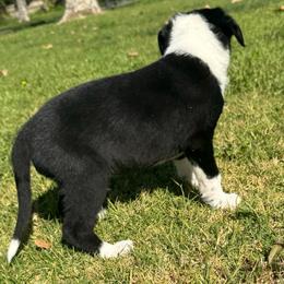 611 - Black and white male Border Collie puppy in Temecula, California from West Coast Border Collies