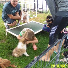 Collie Puppies from Thorndale Collies